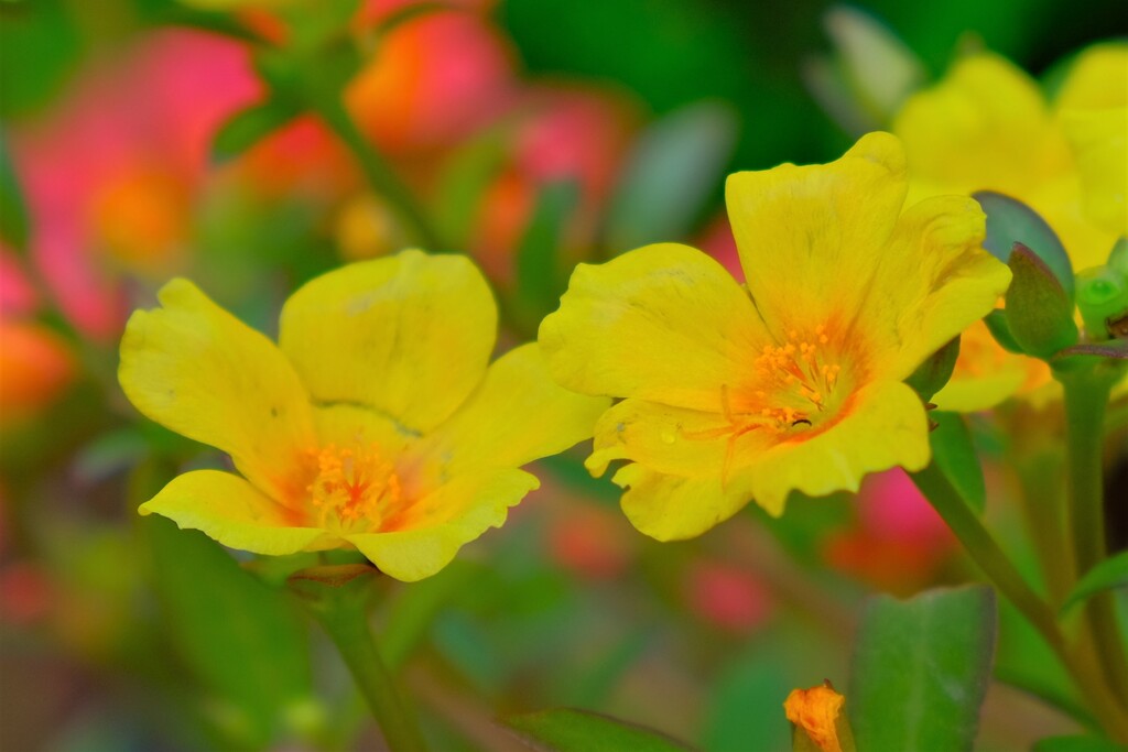 散歩の途中で。②