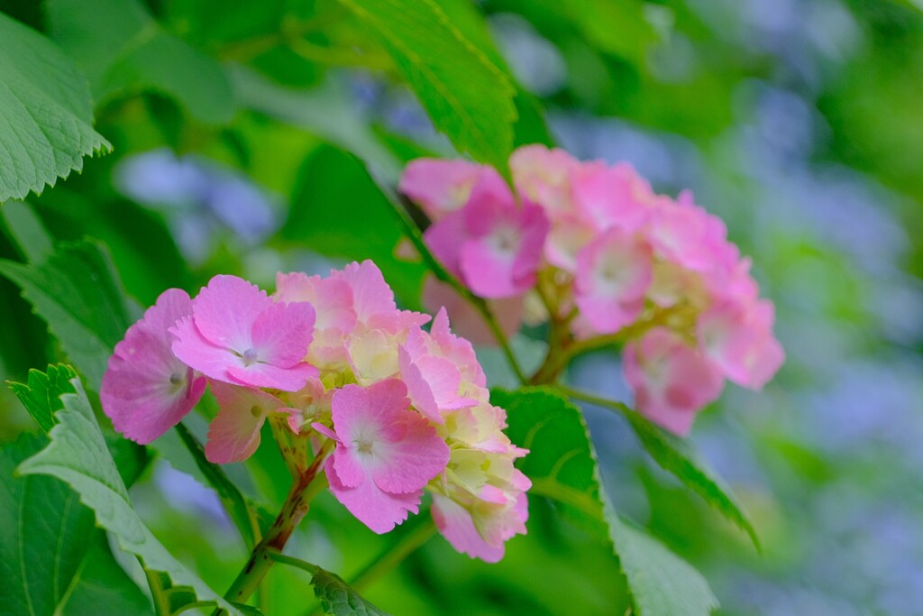 散歩の途中で。①