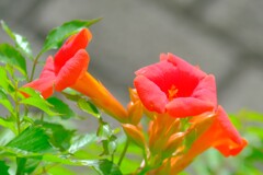 散歩の途中で。⑧