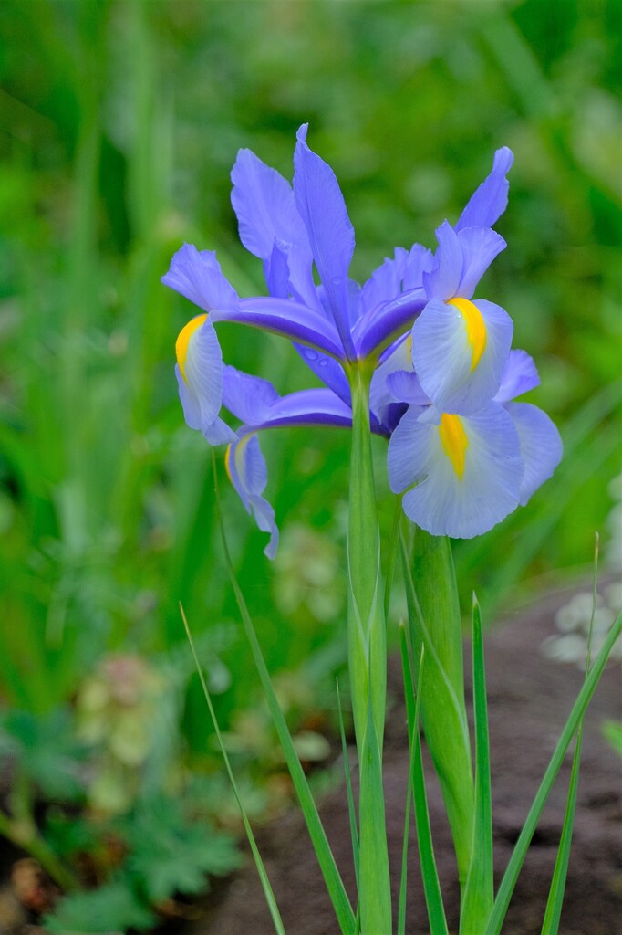 散歩の途中で。Ⅳ