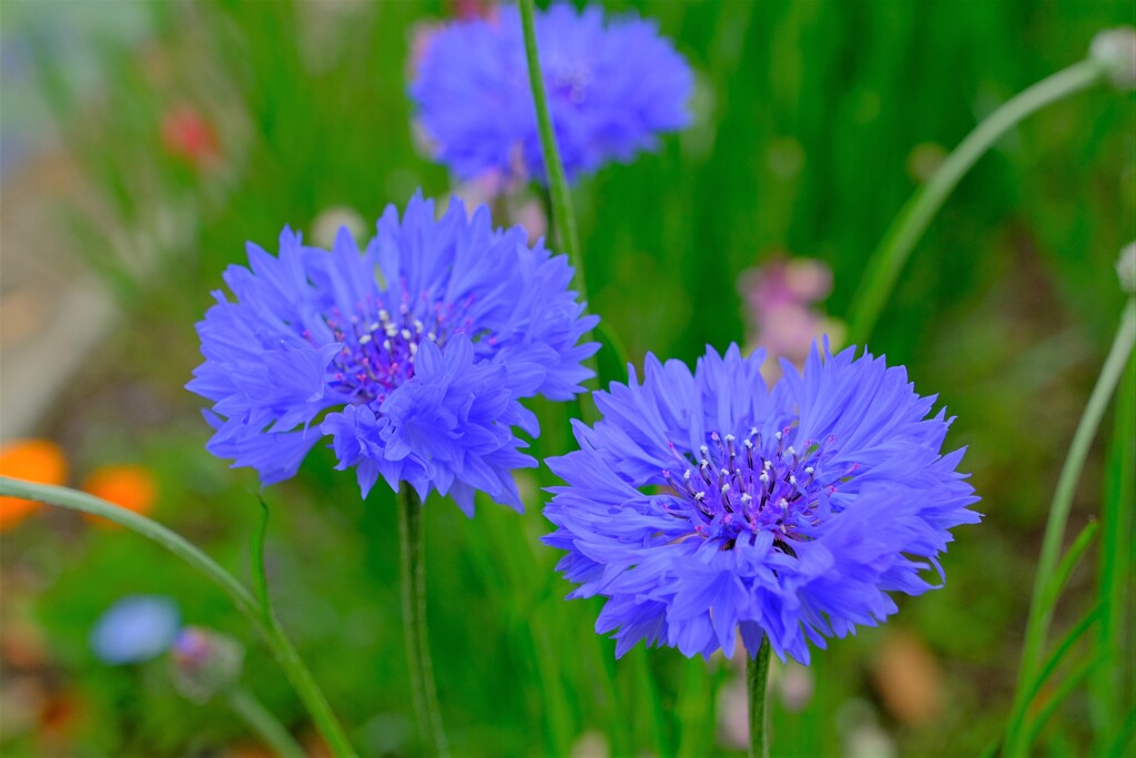 散歩の途中で。Ⅰ