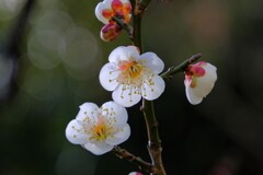 散歩の途中で。3