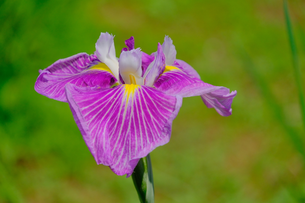 散歩の途中で。Ⅱ
