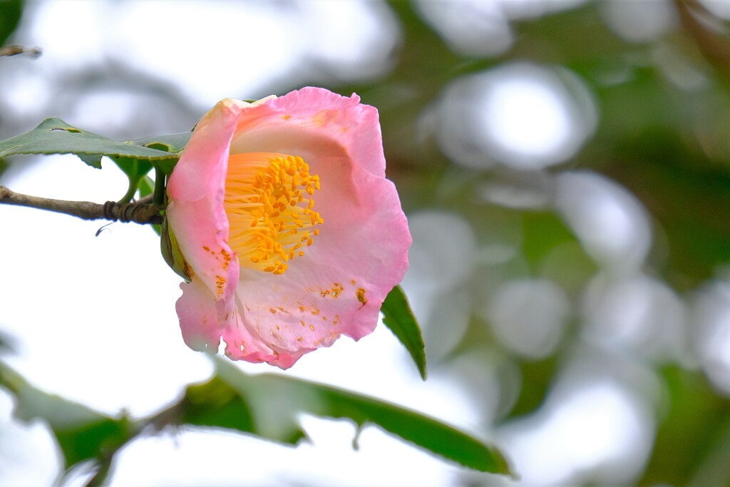 散歩の途中で。6