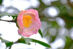 散歩の途中で。6