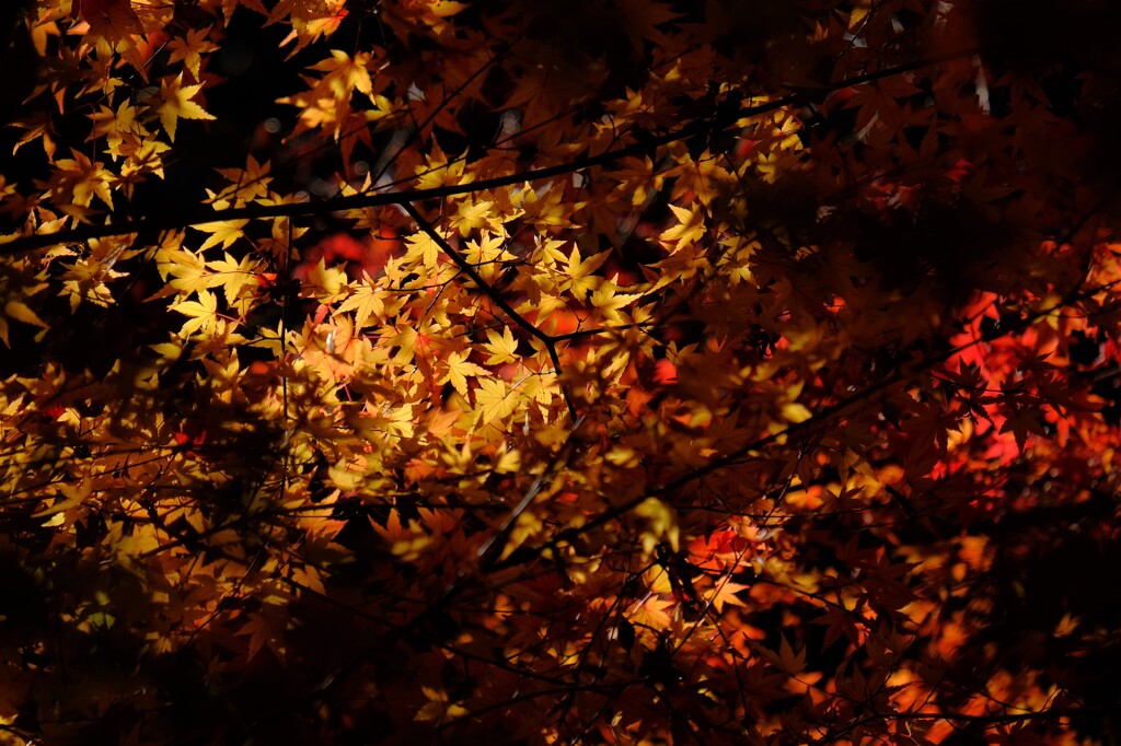 散歩の途中で。Ⅴ