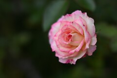 秋のバラ（３）