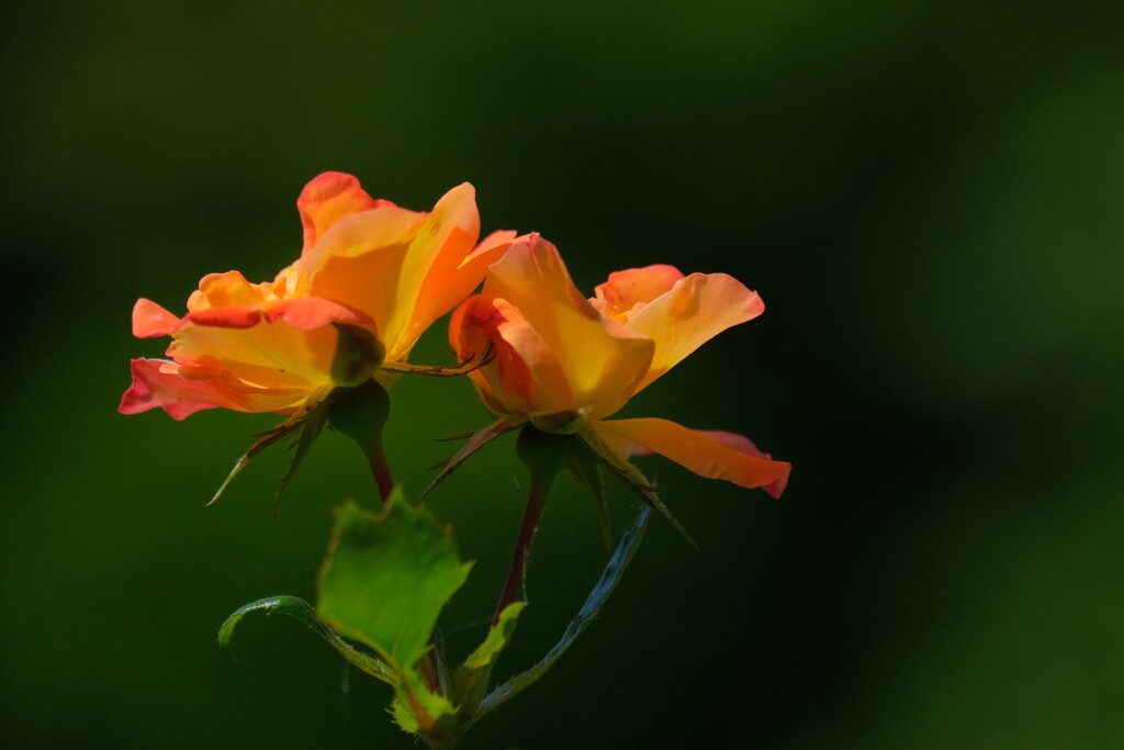 散歩の途中で。