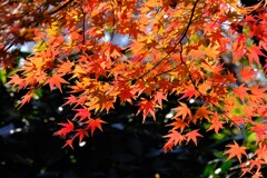 散歩の途中で。Ⅶ