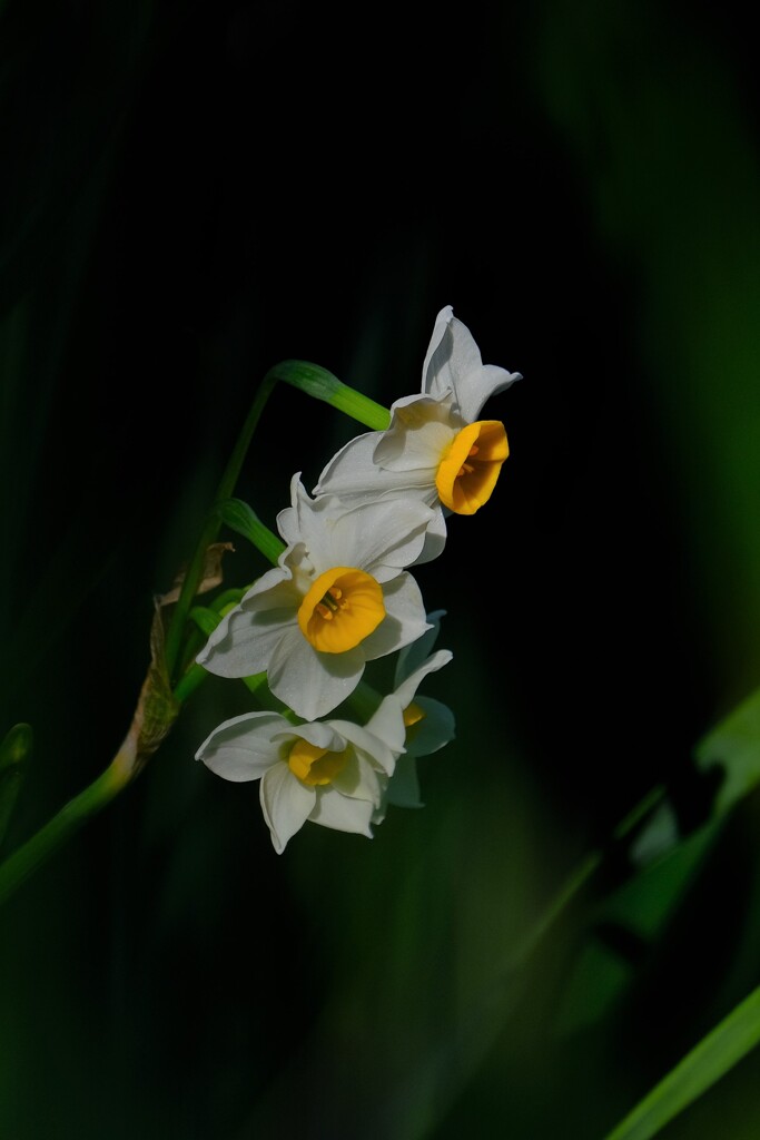 散歩の途中で、①