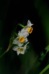 散歩の途中で、①