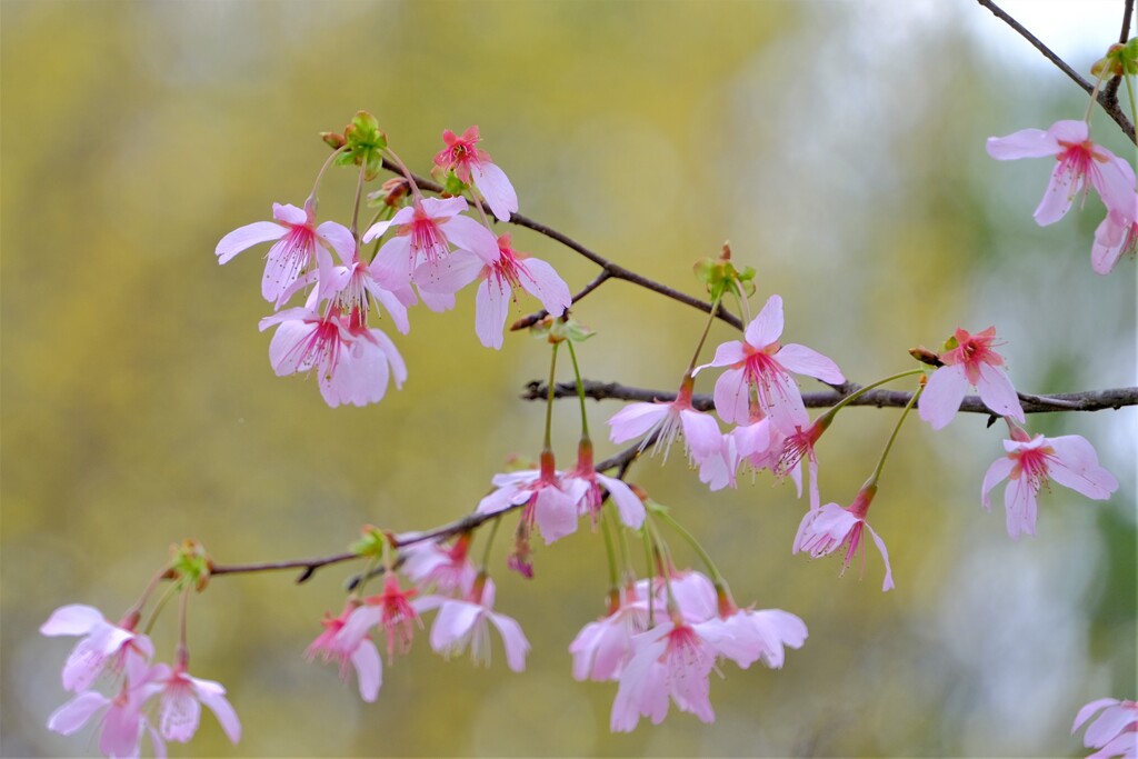 散歩の途中で。⑥