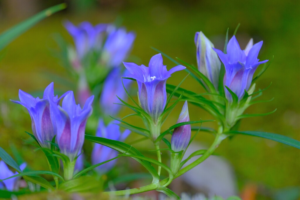 散歩の途中で。Ⅲ