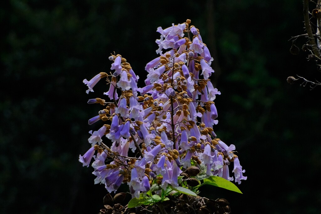 散歩の途中で。4