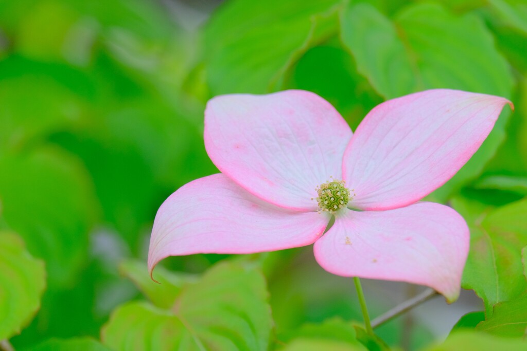 (10)散歩の途中で。10