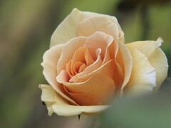 散歩の途中で。Ⅳ