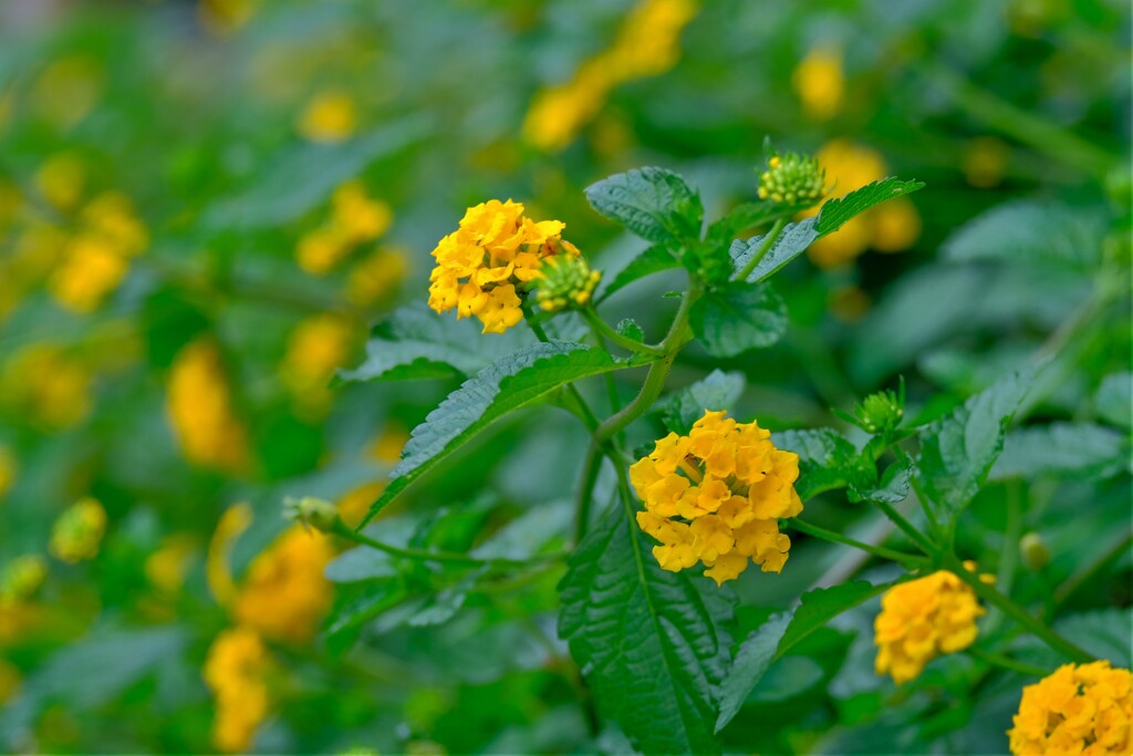 散歩の途中で。