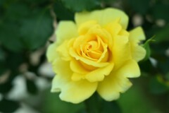 薔薇-10