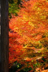 散歩の途中で。Ⅱ