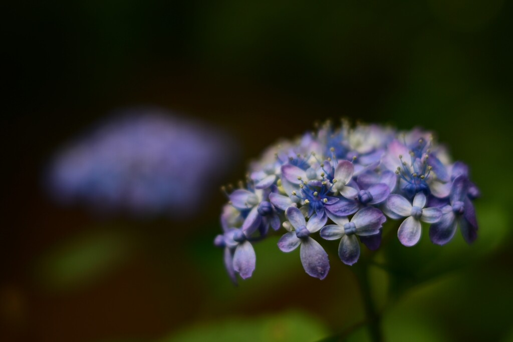 アジサイ（２）