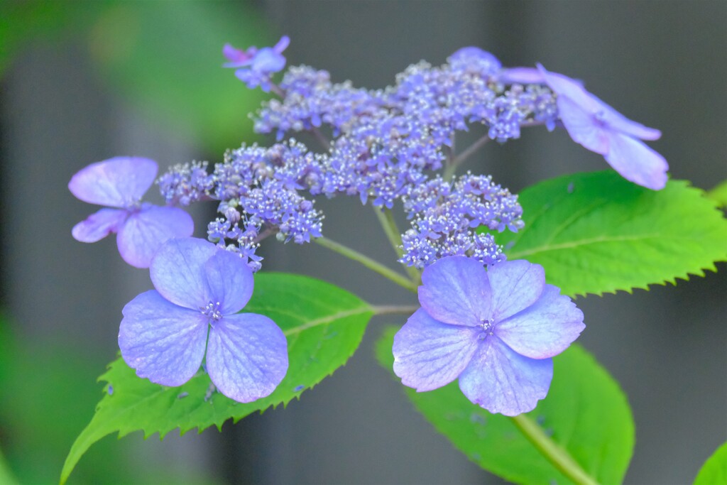 紫陽花（６）