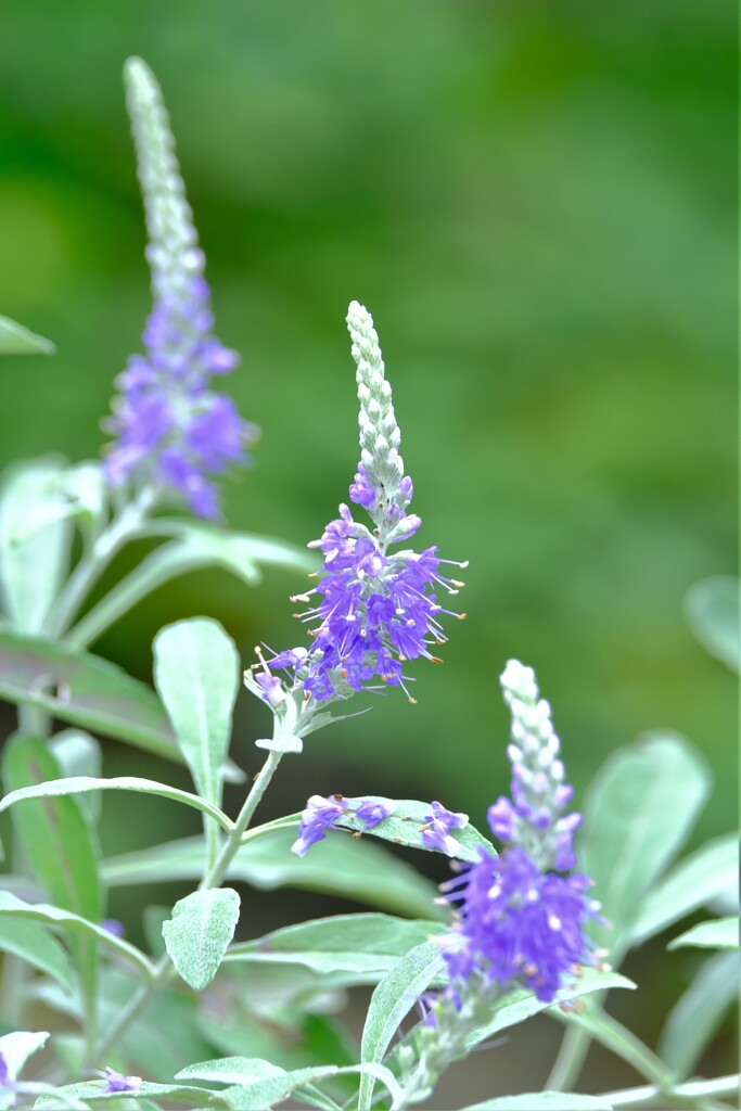 散歩の途中で。Ⅵ