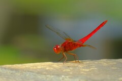 散歩の途中で。Ⅳ