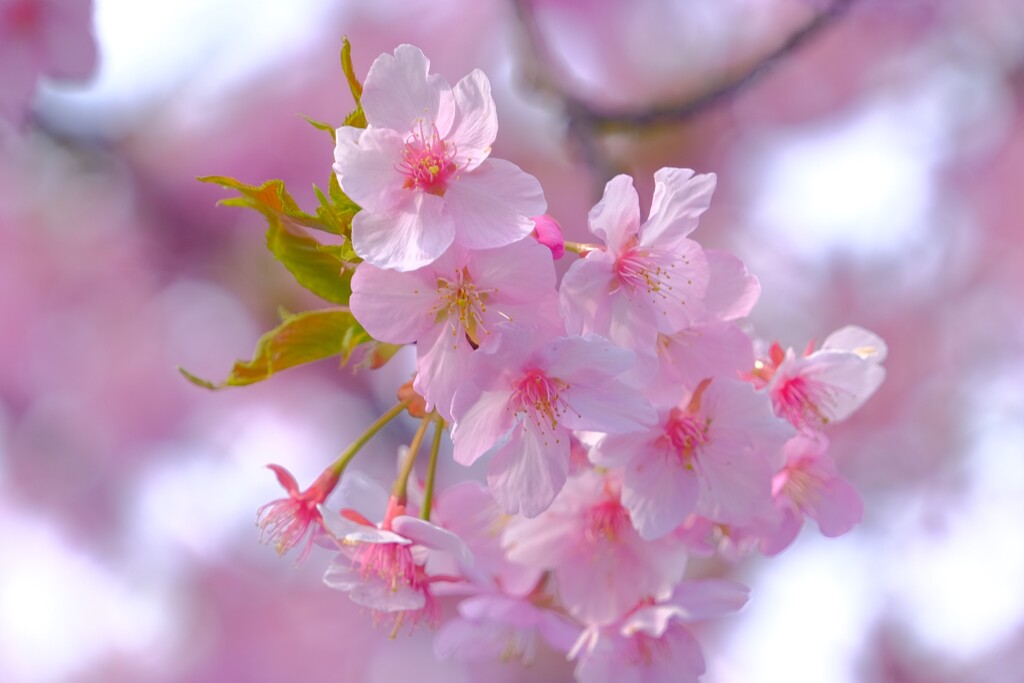 散歩の途中で。Ⅱ