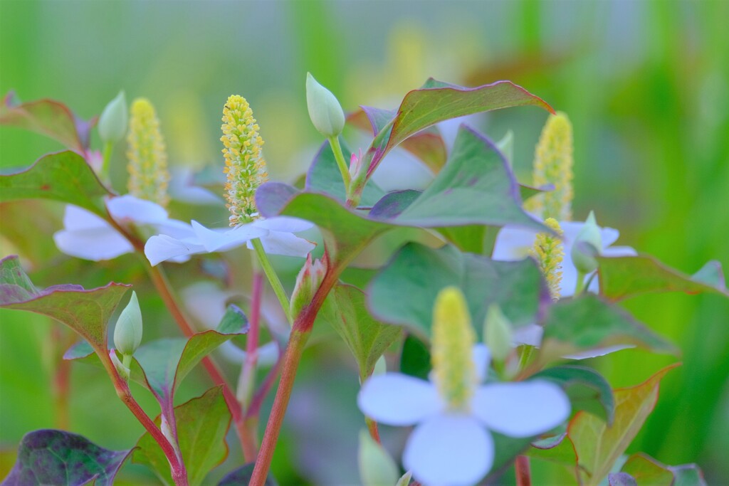 (2)散歩の途中で。-19
