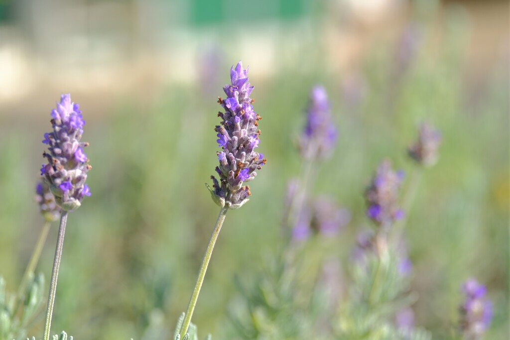 散歩の途中で。①