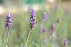 散歩の途中で。①