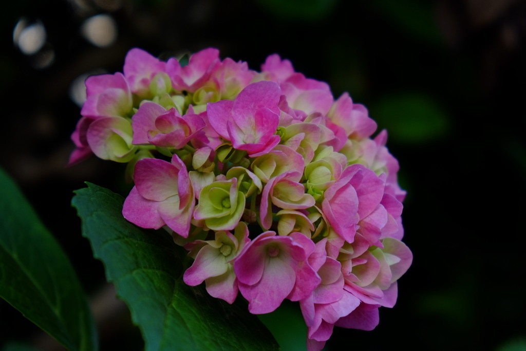 紫陽花