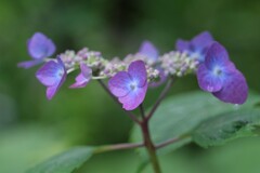 散歩の途中で。⑤