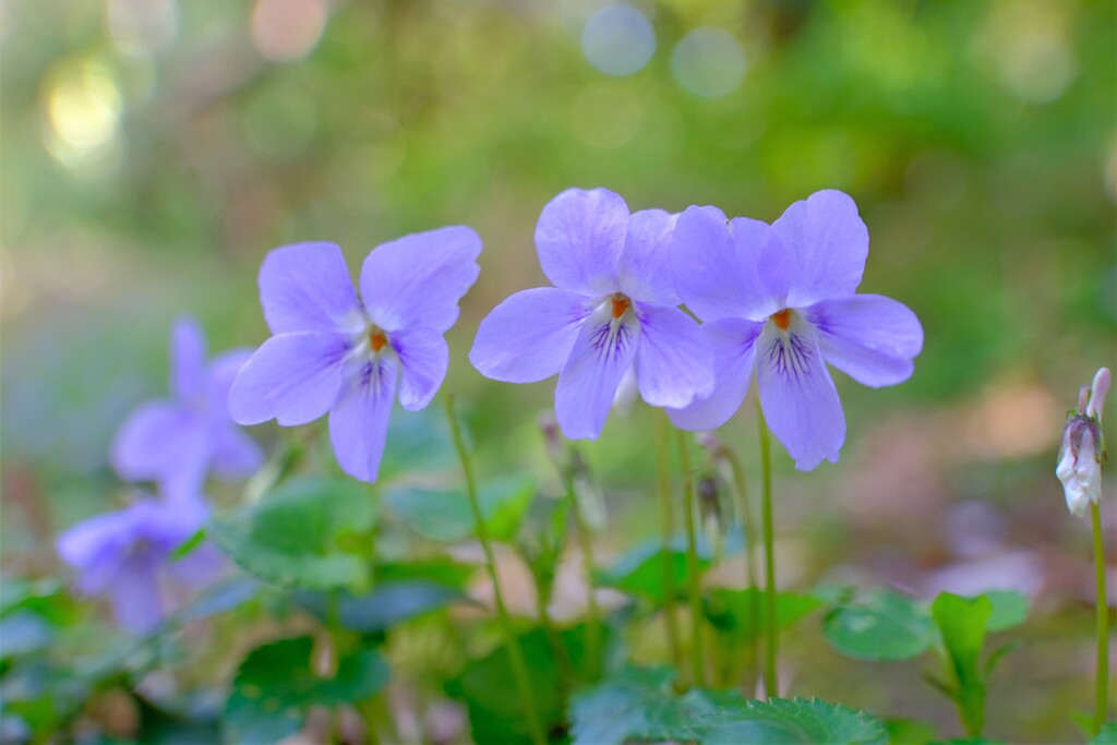 散歩の途中で。⑧