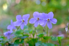 散歩の途中で。⑧