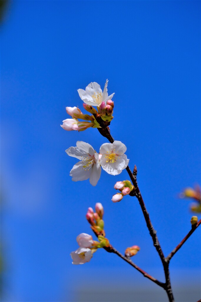 散歩の途中で。②