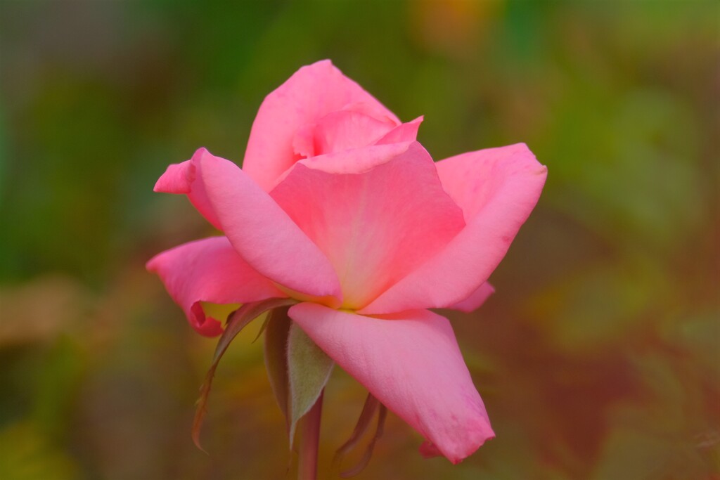 散歩の途中で。4