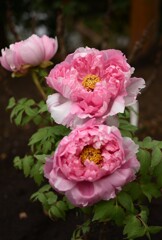 冬ボタン-2　鶴岡八幡宮