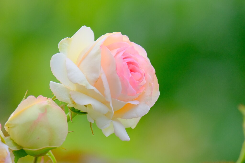 （２）散歩の途中で。-８