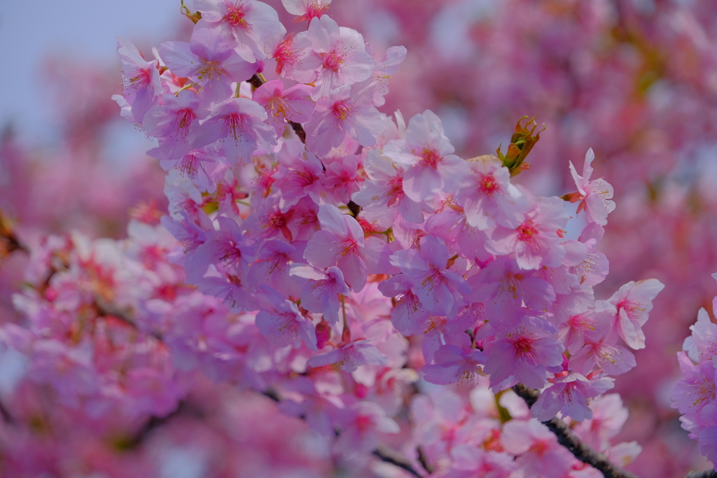 散歩の途中で。①