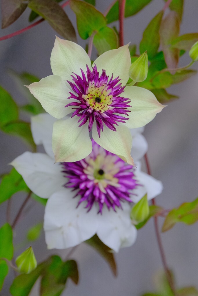 散歩の途中で。