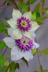 散歩の途中で。