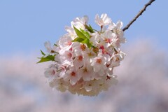 桜(藤沢引地川親水公園）4