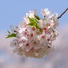 桜(藤沢引地川親水公園）4