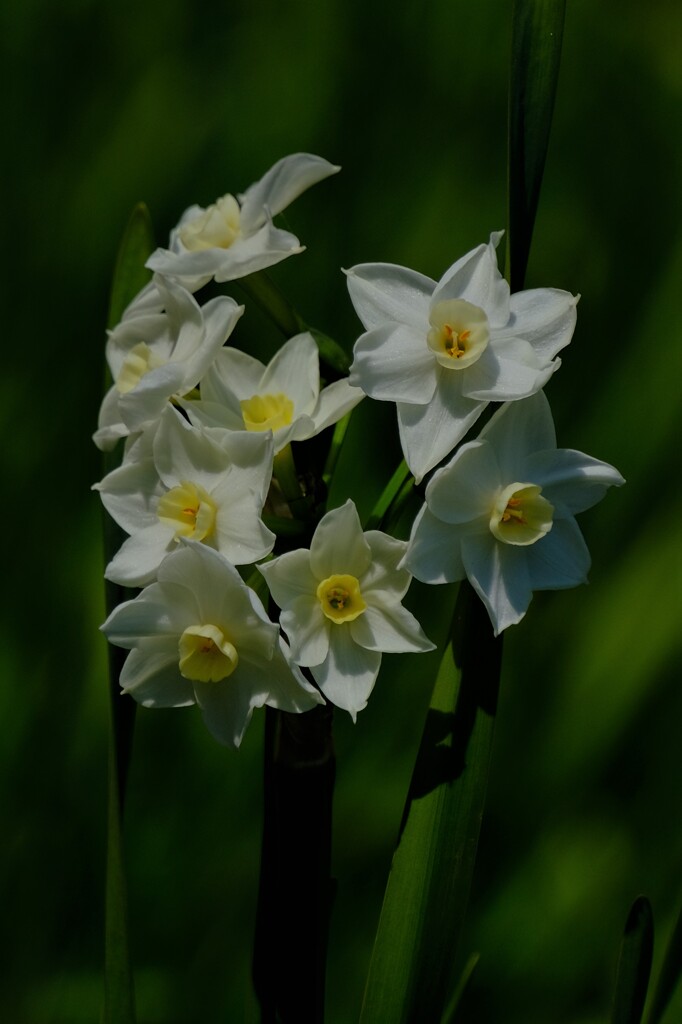 散歩の途中で。⑤