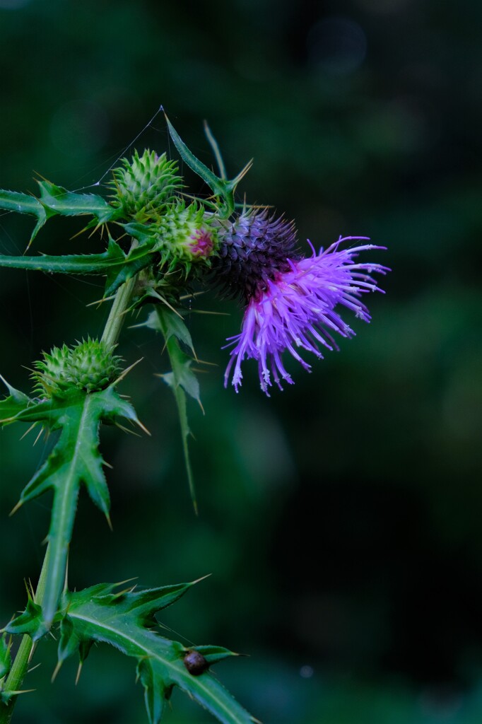 散歩の途中で。４