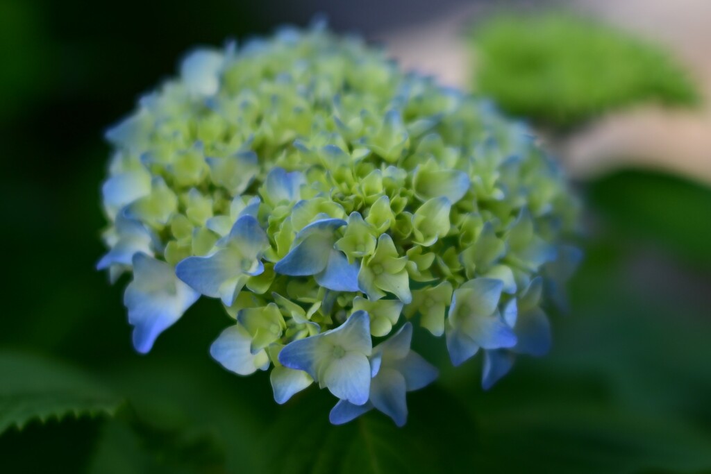 アジサイ（２）