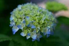 アジサイ（２）