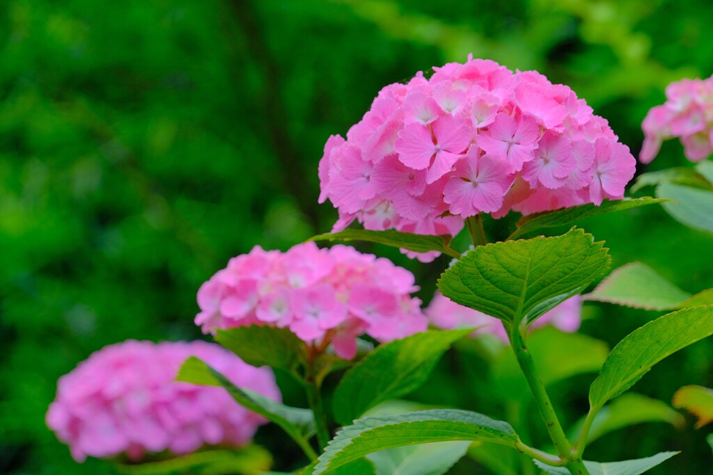 散歩の途中で。⑦