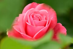 薔薇（６）